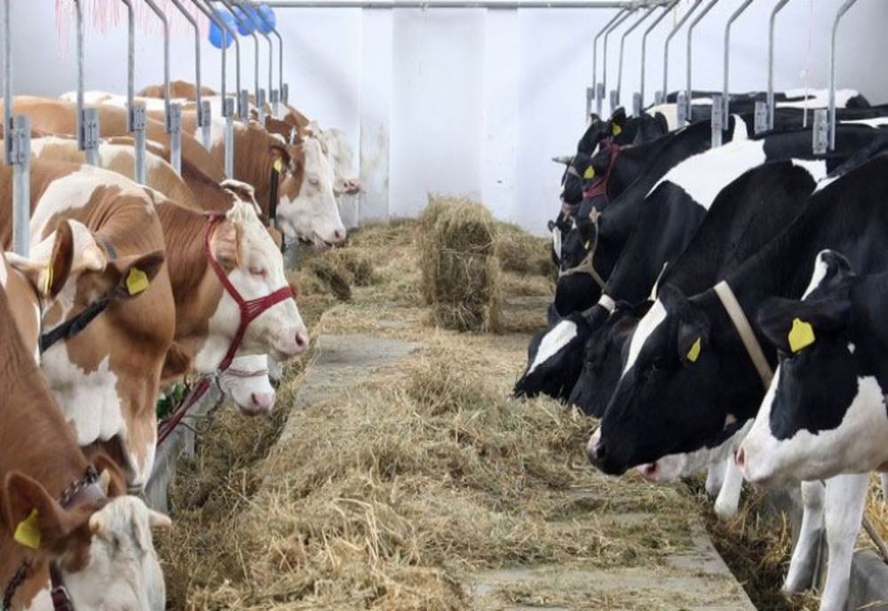 Situația tragică a fermierilor. Crescătorii de vaci: „Pierdem pe litrul de lapte între 0,3 şi 0,85 lei”