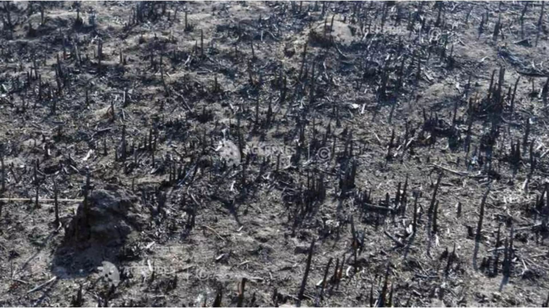 Incendiu masiv de vegetație în județul Neamț. Zeci de hectare sunt mistuite de flăcări