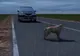Accident rutier cu trei victime, produs din cauza unui câine