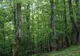 Mircia Gorghiu, socrul unui deputat de Neamț șef peste Fondul forestier al României
