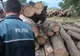 Material lemnos de peste 200.000 de lei, descoperit fără acte la o firmă din Neamț