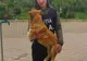 Câini salvați prin intermediul biroului pentru protecția animalelor
