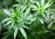 Legalizarea canabisului medical, din nou pe masa parlamentarilor. Ce șanse sunt să treacă proiectul