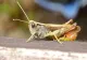 Românii consumă de zeci de ani insecte și nu au habar de asta. LISTA alimentelor care conțin aditivul E120