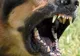 Copil de 7 ani, mușcat de un câine lăsat nesupravegheat. Proprietarul animalului, cercetat penal