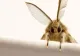 Trucul care te scapă de molii definitiv și îți parfumează hainele. Pune pe fugă supărătoarele insecte fără să recurgi la naftalină