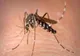 CONTROVERSE ÎN CAZUL FEMEII DE 74 DE ANI INFECTATĂ CU VIRUSUL WEST NILE