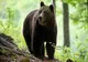 URS APĂRUT LÂNGĂ O CABANĂ DIN BICAZ CHEI. A FOST EMIS MESAJ RO-ALERT 