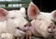 PREȘEDINTELE ANSVSA, RECOMANDĂRI REFERITOARE LA CUMPĂRAREA CĂRNII DE PORC DE CRĂCIUN
