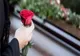 DESCINDERI ÎN BACĂU, ÎNTR-UN DOSAR DE EVAZIUNE FISCALĂ ÎN DOMENIUL PRESTĂRII DE SERVICII FUNERARE