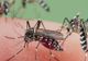 Primul caz de infecție cu virusul West Nile în Neamț