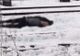 Chinez găsit mort în Neamț (FOTO)