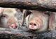 Virusul pestei porcine, confirmat într-un județ vecin