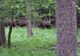 Turma de zimbri din Parcul Natural Vânători-Neamț apără un pui de privirile curioșilor(VIDEO)