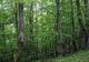 Mircia Gorghiu, socrul unui deputat de Neamț șef peste Fondul forestier al României