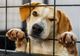 Alege-ți un prieten la Târgul de adopții din Piatra-Neamț!