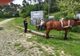 Prins cu un buștean furat din zona Pârtiei Cozla (FOTO)