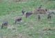 VIDEO Imagini rare cu o haită de lupi în pădurile din județul Neamţ
