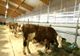 A fost majorat ajutorul de stat pentru sectorul creșterii animalelor