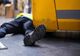Accident de muncă în Piatra-Neamț! Bărbat, strivit de un motostivuitor