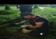 Cățel, salvat de pompieri dintr-o fosă septică! (FOTO)