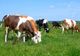 APIA primește cereri pentru ajutorul de stat în sectorul creşterii animalelor