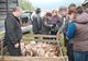 Amenzi de peste 6.000 de lei aplicate de polițiști în târgurile de animale