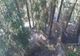 Incendiu la un fond forestier din comuna Borca