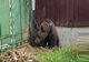 11 sesizări făcute prin apel la 112 care semnalau prezența urșilor la care au fost solicitați jandarmii nemțeni