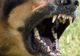 Copil de 7 ani, mușcat de un câine lăsat nesupravegheat. Proprietarul animalului, cercetat penal
