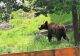 A alertat aiurea forțele de ordine! Un bărbat a anunțat că s-a rătăcit în pădure după ce a fost speriat de urs! Care era adevărul