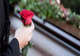 DESCINDERI ÎN BACĂU, ÎNTR-UN DOSAR DE EVAZIUNE FISCALĂ ÎN DOMENIUL PRESTĂRII DE SERVICII FUNERARE