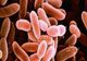 Alertă alimentară în România. Pește contaminat cu bacteria Listeria, retras din magazine